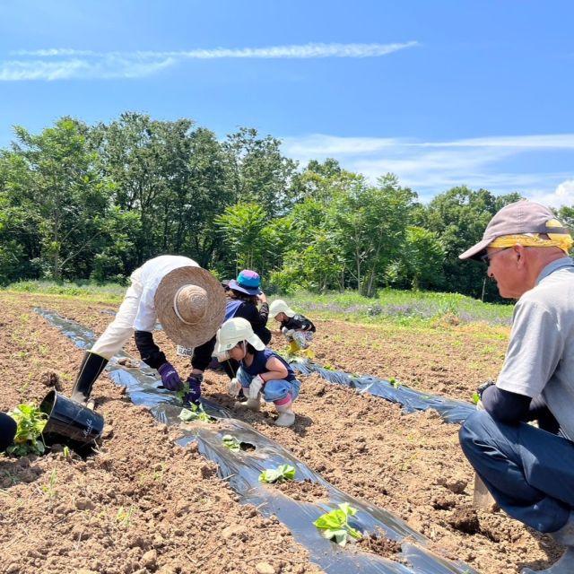 山梨県の三葉保育園のお子さんたちと、さつまいものツルの植え付けを行いました🍠✨

ツルを見るのは初めてのお子さんも多く、「さつまいもの赤ちゃんを植える！」と意気込む様子が見受けられました🌱

最後はみんなで「おいしい　おいもが　できますようにー！」とお祈りをして、植え付けを終えました✨

植え付けしたお芋はオレンジの果肉の「ハロウィンスウィート」。ちょうどハロウィンの時期においしく食べられそうです♪
#さつまいも #さつまいも植え #ハロウィンスウィート #三葉保育園 #三好アグリテック