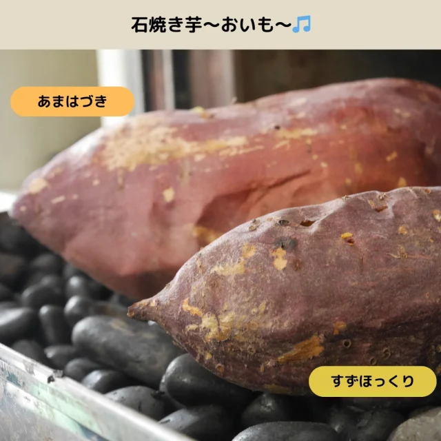 待ちに待った、焼き芋のシーズン到来！㊗✨

今回は、国の研究機関、農研機構が開発した2種類のおいもを食べ比べ♪掘ってすぐに甘くてねっとり”あまはづき”と、ほくほく系人気上昇中の”すずほっくり”を食べ比べてみました！

🍠あまはづき
通常、さつまいもは掘ってから1ヵ月置かないと、甘みがうすく、ほくほく食感。「待っていられない」、「はやく食べたい！」そんな方たちの声にこたえて、”あまはづき”が誕生！掘って４日後なのに、圧倒的な甘さとねっとりさ👀！社内で驚きの声があがりました！焼いた方がねっとり感があります！しっとり派は蒸すのがおすすめ♪

🍠すずほっくり
やっぱり昔ながらのほくほく系が好き！でももう少し甘みがほしいなぁ...そんな方に”すずほっくり”がおすすめです！社内でも根強いファンがいます！この子は農家さんにとって、とっても助かるおいもなのです。形のそろいがよくて、すずなりによくなり、基腐病という病気にも強いのです✨見かけたらぜひ手に取ってみてください♪

いろんなさつまいもが世にでてきています！1種類だけで満足していてはもったいないのです！今年はぜひたくさんのおいもを食べ比べして、お気に入りのものを見つけてみてくださいね☺

次回の焼き芋投稿をお楽しみに❣

#あまはづき #すずほっくり #農研機構 #さつまいも #サツマイモ #三好アグリテック #焼き芋 #焼きいも #さつまいもレシピ #さつまいも愛 #さつまいも農家 #さつまいも好きと繋がりたい #japanesesweetpotato